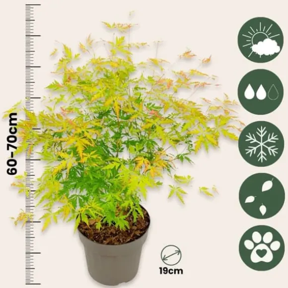 Japansk ahorn - Sæt med 2 - Acer palmatum 'Orange Lace' - Højde 60-70cm - ⌀19cm