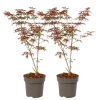 Japansk ahorn - Sæt med 2 - Acer palmatum 'Starfish' - Højde 60-70cm - ⌀19cm