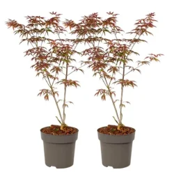 Japansk ahorn - Sæt med 2 - Acer palmatum 'Starfish' - Højde 60-70cm - ⌀19cm