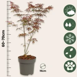 Japansk ahorn - Sæt med 2 - Acer palmatum 'Starfish' - Højde 60-70cm - ⌀19cm