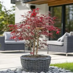 Japansk ahorn - Sæt med 2 - Acer palmatum 'Starfish' - Højde 60-70cm - ⌀19cm