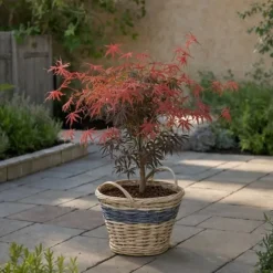 Japansk ahorn - Sæt med 2 - Acer palmatum 'Starfish' - Højde 60-70cm - ⌀19cm
