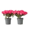 Japansk Azalea - Sæt med 2 - Rhododendron 'Anouk' - Højde 25-40cm - ⌀17cm