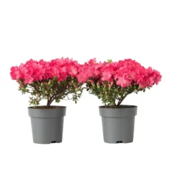 Japansk Azalea - Sæt med 2 - Rhododendron 'Anouk' - Højde 25-40cm - ⌀17cm