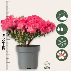 Japansk Azalea - Sæt med 2 - Rhododendron 'Anouk' - Højde 25-40cm - ⌀17cm