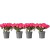Japansk Azalea - Sæt med 4 - Rhododendron 'Anouk' - Højde 25-40cm - ⌀17cm