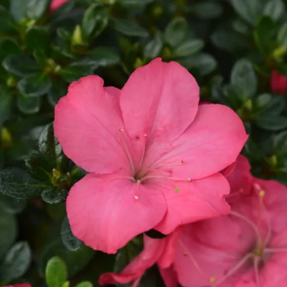 Japansk Azalea - Sæt med 4 - Rhododendron 'Anouk' - Højde 25-40cm - ⌀17cm