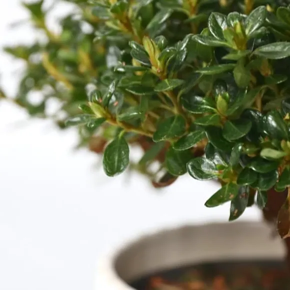 Japansk Azalea - Sæt med 4 - Rhododendron 'Anouk' - Højde 25-40cm - ⌀17cm