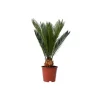 Japansk koglepalme - Cycas revoluta - Højde 45-60cm - ⌀15cm
