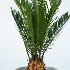 Japansk koglepalme - Cycas revoluta - Højde 45-60cm - ⌀15cm