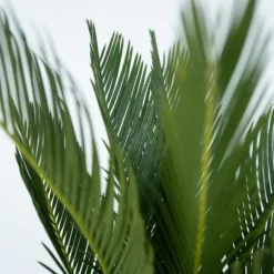Japansk koglepalme - Cycas revoluta - Højde 45-60cm - ⌀15cm
