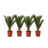 Japansk koglepalme - Sæt med 4 - Cycas revoluta - Højde 45-60cm - ⌀15cm