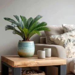 Japansk koglepalme - Sæt med 4 - Cycas revoluta - Højde 45-60cm - ⌀15cm