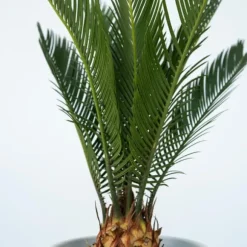 Japansk koglepalme - Sæt med 4 - Cycas revoluta - Højde 45-60cm - ⌀15cm