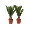 Japansk koglepalme - Sæt med 2 - Cycas revoluta - Højde 45-60cm - ⌀15cm