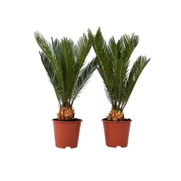 Japansk koglepalme - Sæt med 2 - Cycas revoluta - Højde 45-60cm - ⌀15cm