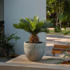 Japansk koglepalme - Sæt med 2 - Cycas revoluta - Højde 45-60cm - ⌀15cm