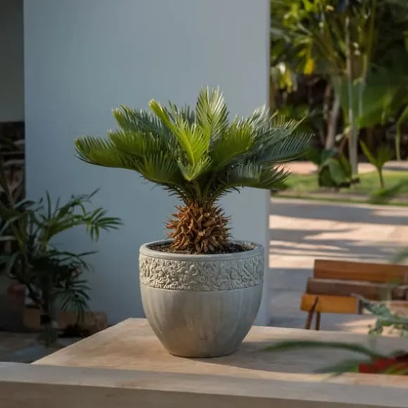 Japansk koglepalme - Sæt med 2 - Cycas revoluta - Højde 45-60cm - ⌀15cm