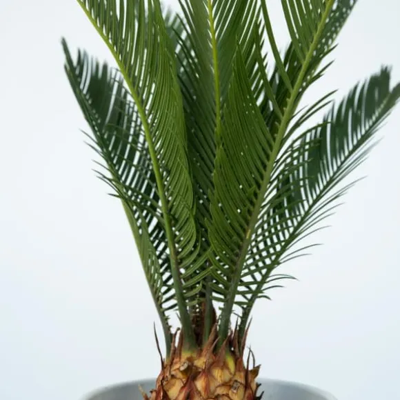 Japansk koglepalme - Sæt med 2 - Cycas revoluta - Højde 45-60cm - ⌀15cm