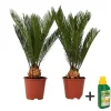 Japansk koglepalme - Sæt med 2 - Cycas revoluta - Højde 45-60cm - ⌀15cm