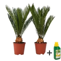 Japansk koglepalme - Sæt med 2 - Cycas revoluta - Højde 45-60cm - ⌀15cm