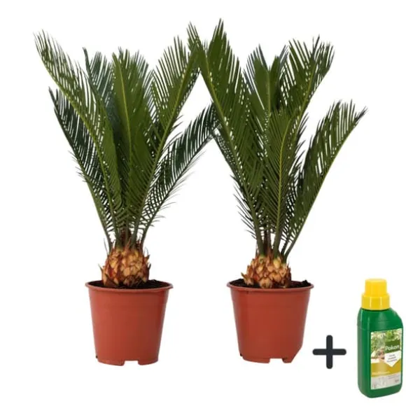 Japansk koglepalme - Sæt med 2 - Cycas revoluta - Højde 45-60cm - ⌀15cm