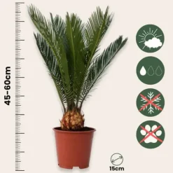 Japansk koglepalme - Sæt med 2 - Cycas revoluta - Højde 45-60cm - ⌀15cm