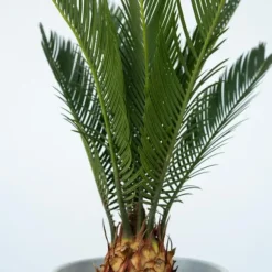 Japansk koglepalme - Sæt med 2 - Cycas revoluta - Højde 45-60cm - ⌀15cm