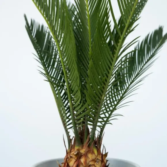 Japansk koglepalme - Sæt med 2 - Cycas revoluta - Højde 45-60cm - ⌀15cm