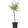 Japansk pil - Salix integra 'Flamingo' - Højde 60-80cm - Potte 17cm