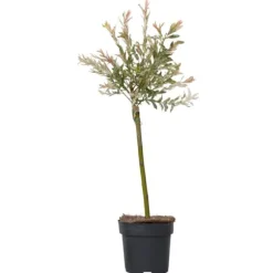 Japansk pil - Salix integra 'Flamingo' - Højde 60-80cm - Potte 17cm