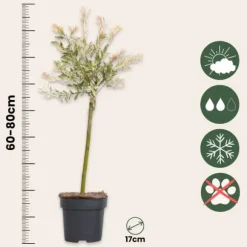 Japansk pil - Salix integra 'Flamingo' - Højde 60-80cm - Potte 17cm