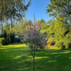 Japansk pil - Salix integra 'Flamingo' - Højde 60-80cm - Potte 17cm