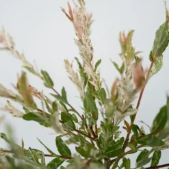 Japansk pil - Salix integra 'Flamingo' - Højde 60-80cm - Potte 17cm