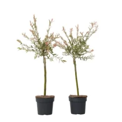 Japansk pil - Sæt med 2 - Salix integra 'Flamingo' - Højde 60-80cm - ⌀17cm