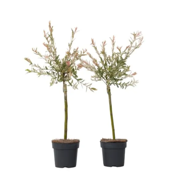 Japansk pil - Sæt med 2 - Salix integra 'Flamingo' - Højde 60-80cm - ⌀17cm