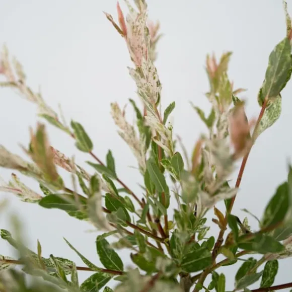 Japansk pil - Sæt med 2 - Salix integra 'Flamingo' - Højde 60-80cm - ⌀17cm