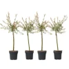 Japansk pil - Sæt med 4 - Salix integra 'Flamingo' - Højde 60-80cm - ⌀17cm