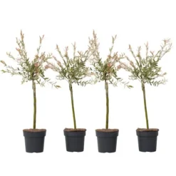 Japansk pil - Sæt med 4 - Salix integra 'Flamingo' - Højde 60-80cm - ⌀17cm