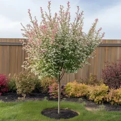 Japansk pil - Sæt med 4 - Salix integra 'Flamingo' - Højde 60-80cm - ⌀17cm