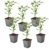 Jasmin - Sæt med 6 - Jasminum 'Summer Scent' - Højde 25-40cm - ⌀9cm