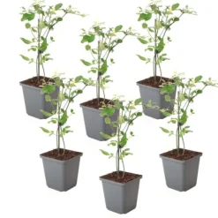 Jasmin - Sæt med 6 - Jasminum 'Summer Scent' - Højde 25-40cm - ⌀9cm