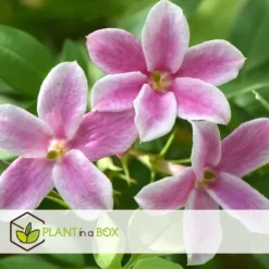 Jasmin - Sæt med 6 - Jasminum 'Summer Scent' - Højde 25-40cm - ⌀9cm