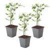 Jasmin - Sæt med 3 - Jasminum 'Summer Scent' - Højde 25-40cm - ⌀9cm