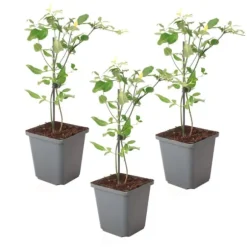 Jasmin - Sæt med 3 - Jasminum 'Summer Scent' - Højde 25-40cm - ⌀9cm