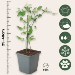 Jasmin - Sæt med 3 - Jasminum 'Summer Scent' - Højde 25-40cm - ⌀9cm