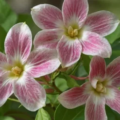 Jasmin - Sæt med 3 - Jasminum 'Summer Scent' - Højde 25-40cm - ⌀9cm