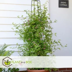 Jasmin - Sæt med 3 - Jasminum 'Summer Scent' - Højde 25-40cm - ⌀9cm