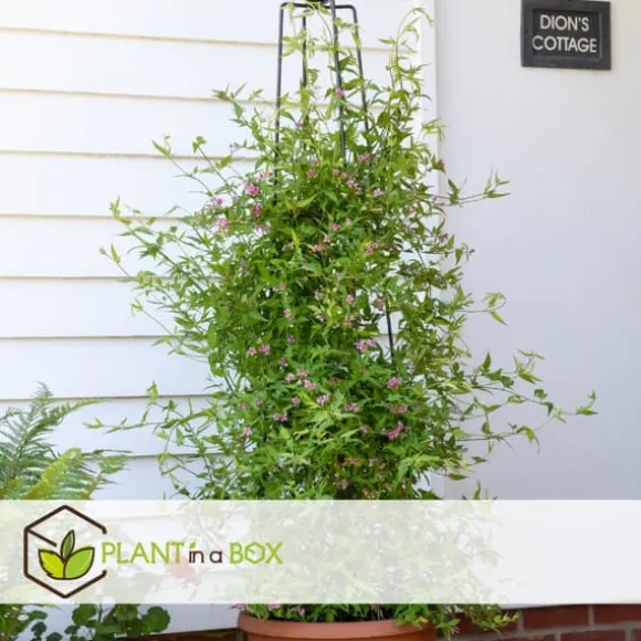 Jasmin - Sæt med 3 - Jasminum 'Summer Scent' - Højde 25-40cm - ⌀9cm