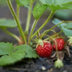 Jordbærgødning Havestart 1kg